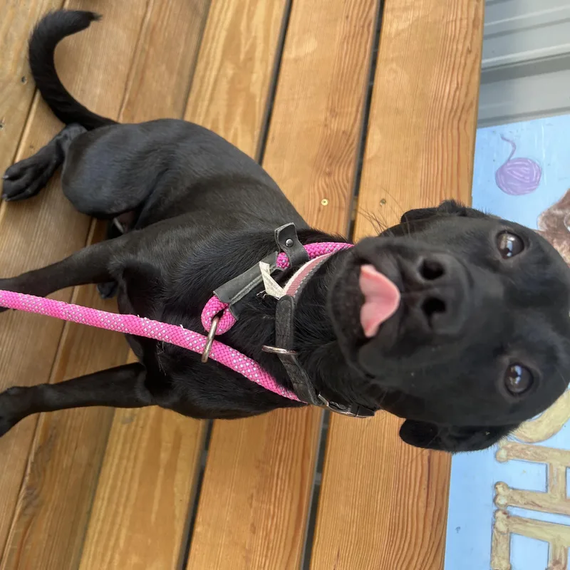 An adult medium-sized female Labrador Retriever dog named Poppy for adoption in Howes Cave, NY