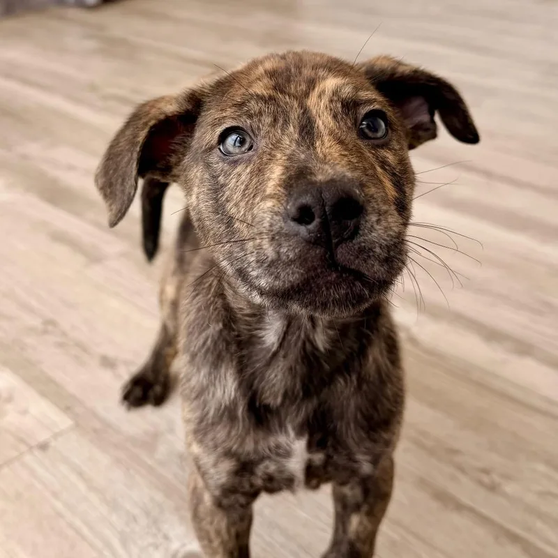 A baby medium-sized male Brown / Chocolate Mountain Cur dog named Declan for adoption in Green Bay, WI