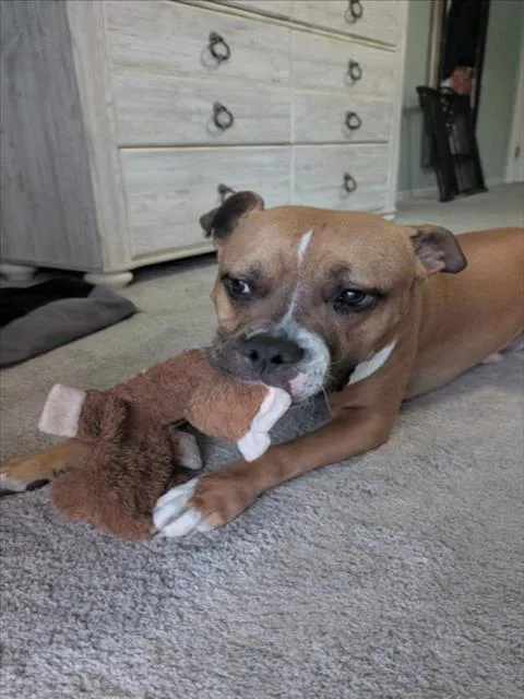 A young large-sized male Pit Bull Terrier dog named Rex for adoption in Las Vegas, NV