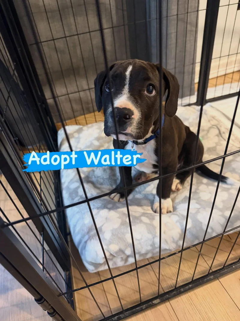 A baby large-sized male Pointer dog named Walter for adoption in Newport, KY