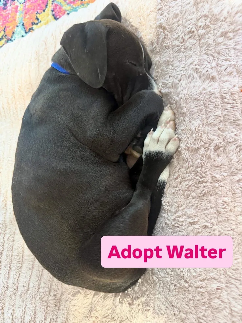 Walter thumbnail 2