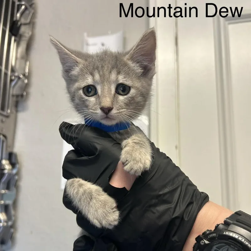 Mountain Dew