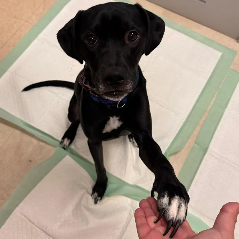 An adult medium-sized female Mixed Breed dog named Snow White for adoption in Lake Panasoffkee, FL