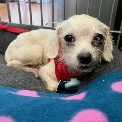 A young small-sized female Poodle dog named Lillian for adoption in Oakland, CA