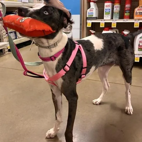 A young medium-sized female Harlequin Catahoula Leopard Dog dog named Nova for adoption in Stanhope, NJ
