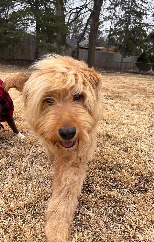 Einstein thumbnail 2