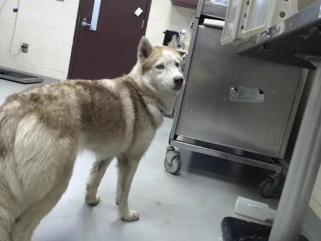 A young medium-sized female Siberian Husky dog named Vylet for adoption in Fayetteville, NC