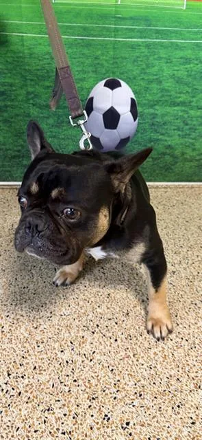 A young small-sized male French Bulldog dog named Bruno for adoption in Miami, FL