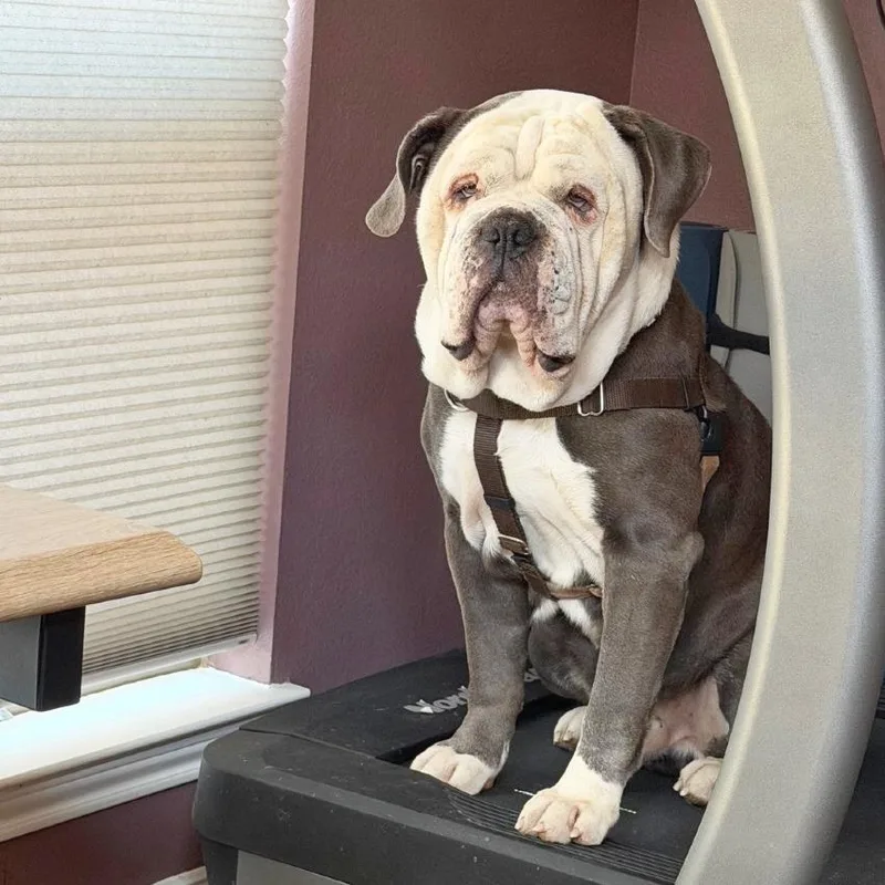 An adult large-sized male Gray / Blue / Silver English Bulldog dog named Mickey for adoption in Flower Mound, TX