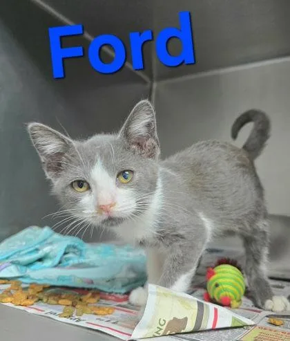A young medium-sized male Gray & White Domestic Short Hair cat named Ford for adoption in Sullivan, IN