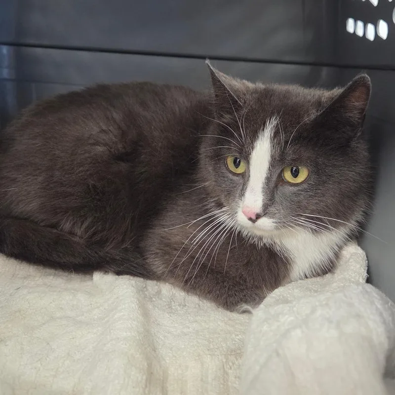 An adult medium-sized female Gray / Blue / Silver Domestic Short Hair cat named Armani for adoption in Watertown, NY
