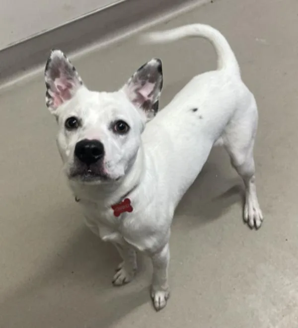 A young medium-sized male Australian Cattle Dog / Blue Heeler dog named Chavo for adoption in El Cajon, CA