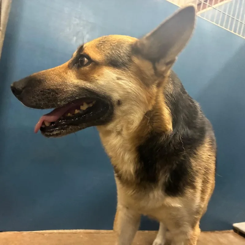 An adult medium-sized male Yellow / Tan / Blond / Fawn German Shepherd Dog dog named Sarge for adoption in Montgomery, AL