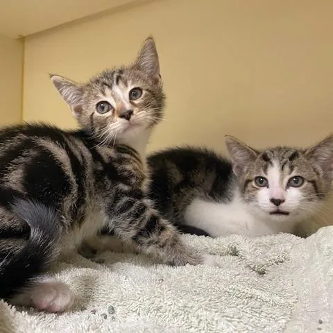 A baby small-sized male Brown / Chocolate Domestic Short Hair cat named Jay for adoption in Dayton, OH