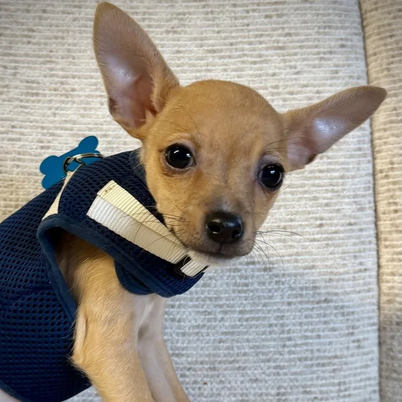 A baby small-sized male Rat Terrier dog named Dodge for adoption in Orlando, FL
