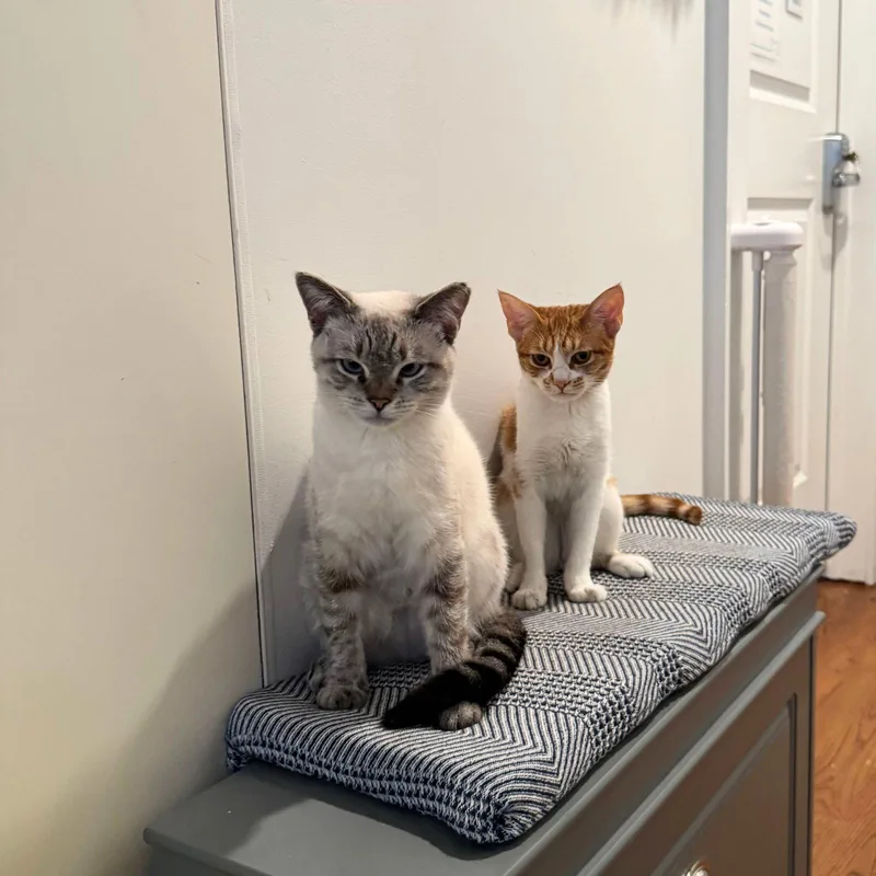 A young medium-sized female Domestic Short Hair cat named Low Temp & Pink for adoption in Brooklyn, NY