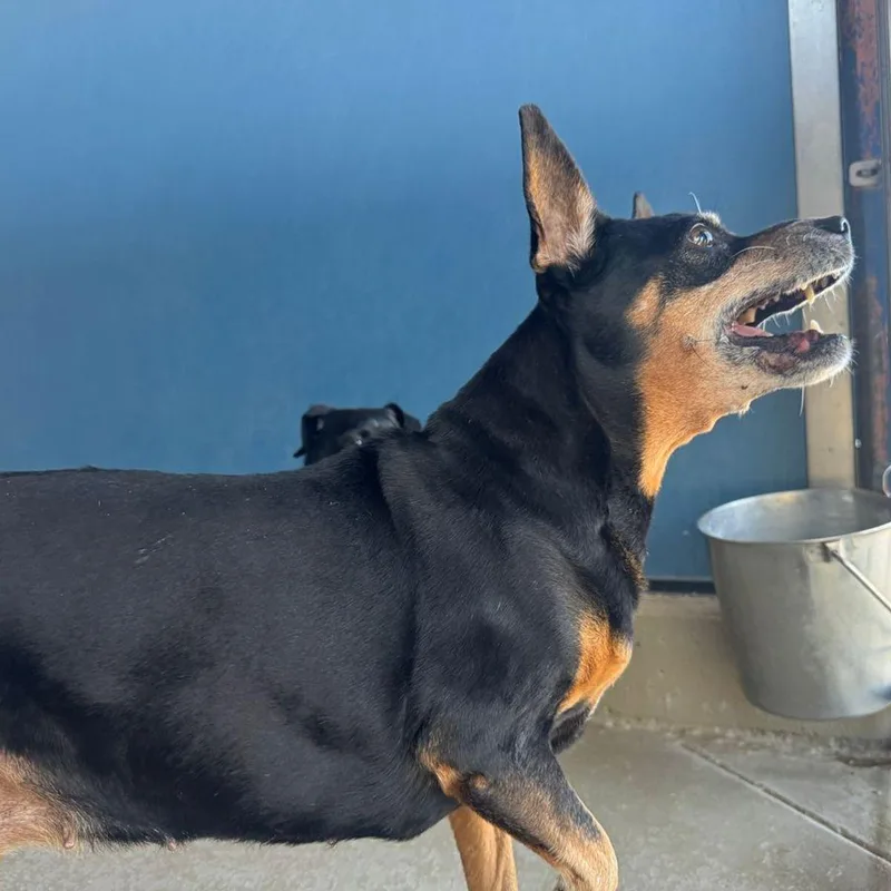 An adult small-sized female Chihuahua dog named Bubba for adoption in Kingman, AZ