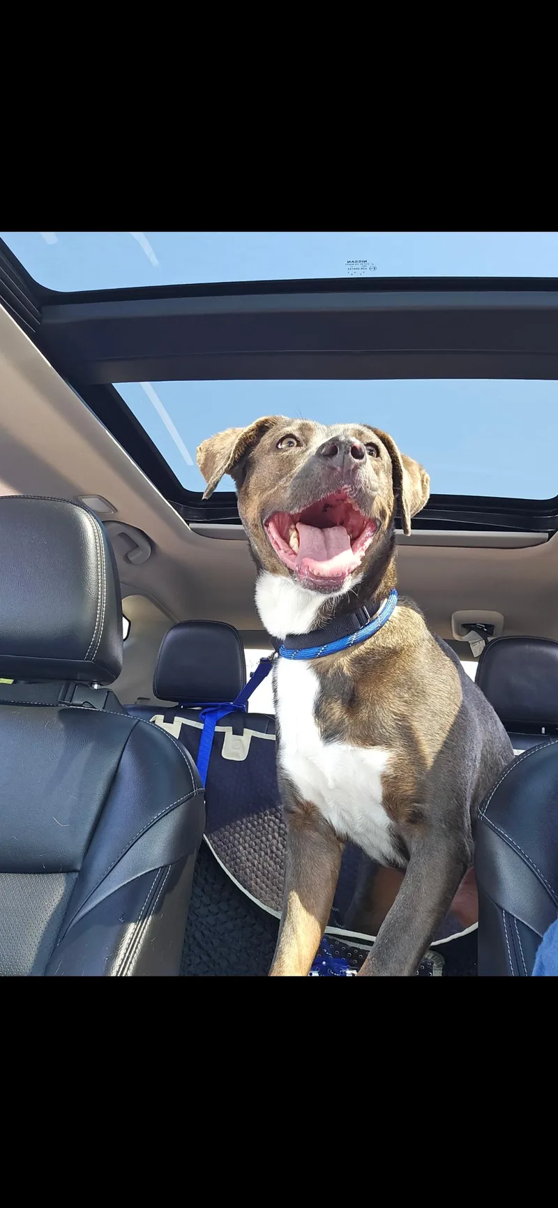 An adult medium-sized female Labrador Retriever dog named Myrtle for adoption in Mokena, IL