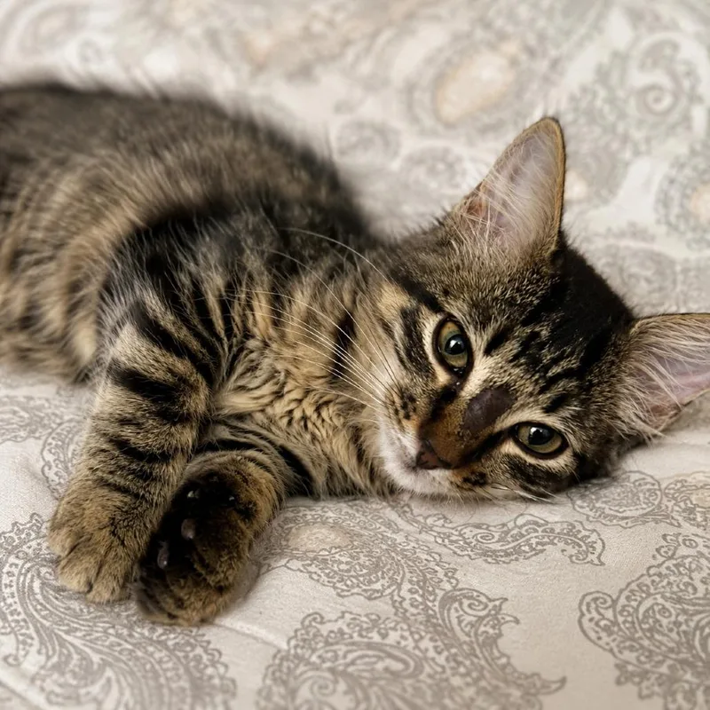 A baby small-sized female Brown / Chocolate Domestic Short Hair cat named Wren for adoption in Houston, TX