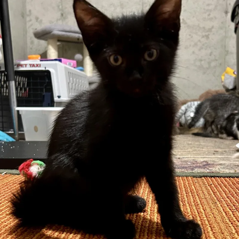 A baby medium-sized male Domestic Short Hair cat named Re for adoption in Warwick, RI