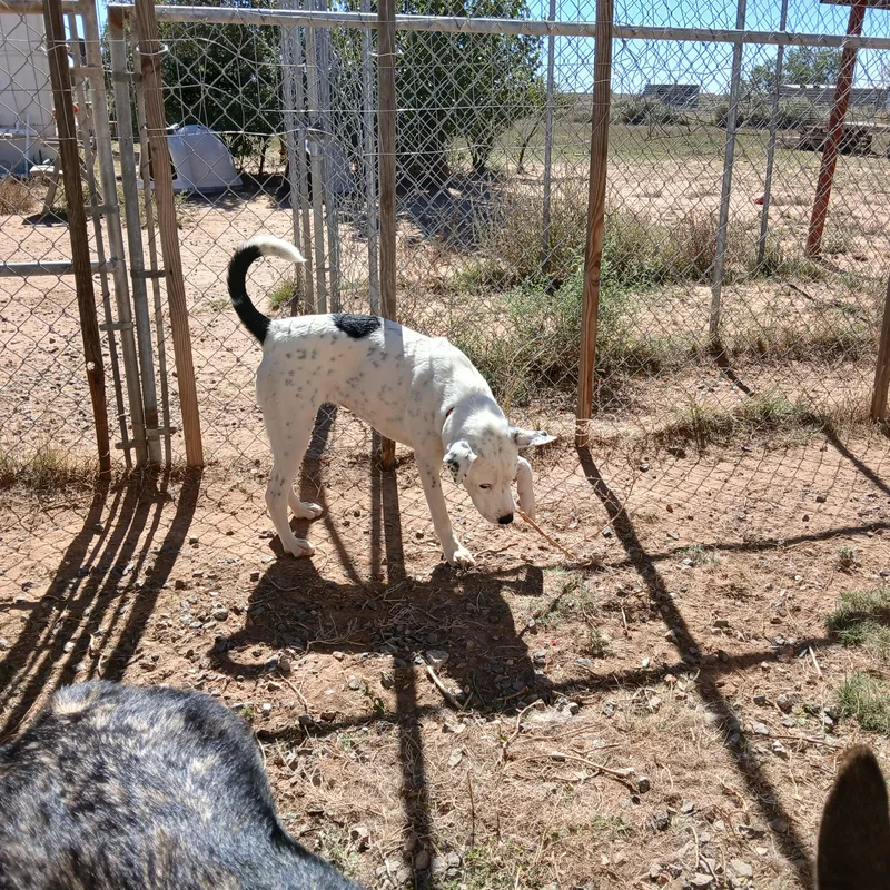 A young medium-sized female Harlequin Cattle Dog named Sugar for adoption in Moriarty, NM
