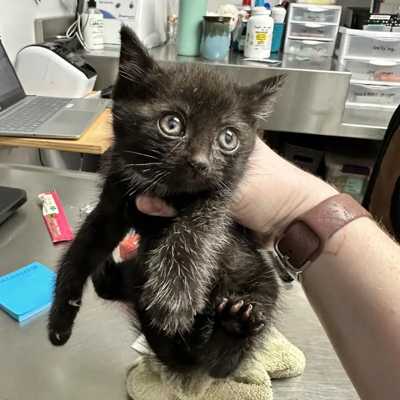 A baby small-sized male Black Domestic Short Hair cat named Ebhsstray for adoption in Brookfield, WI