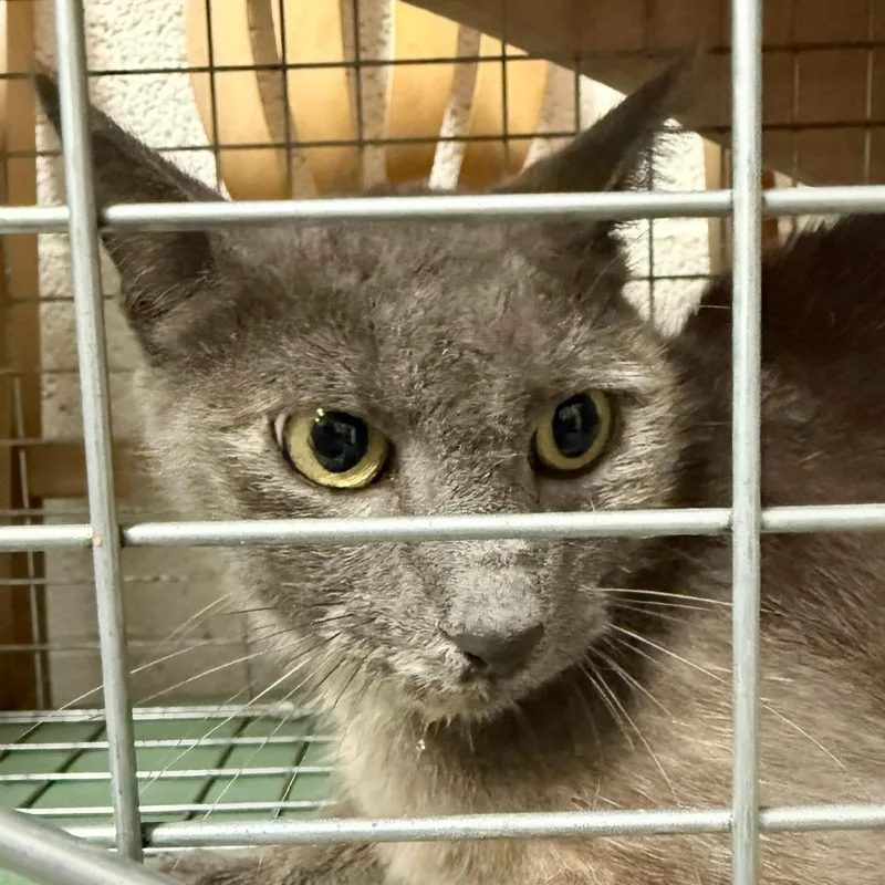 A young medium-sized female Domestic Short Hair cat named TNR Van Sant Dr for adoption in Ewing, NJ