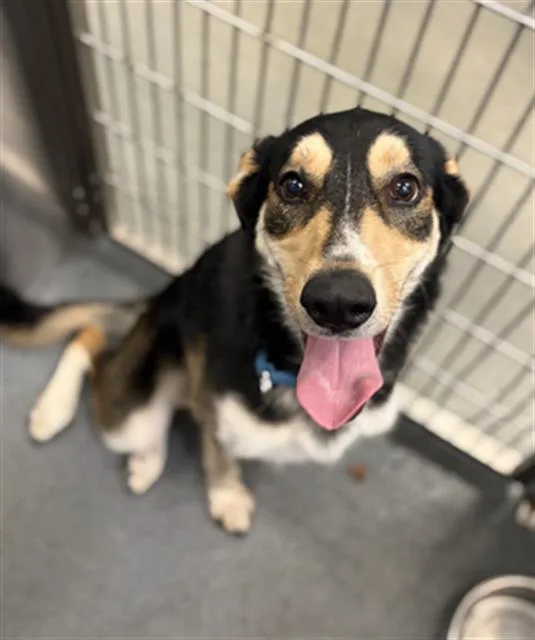 A young large-sized female Mixed Breed dog named Mila for adoption in Dallas, TX