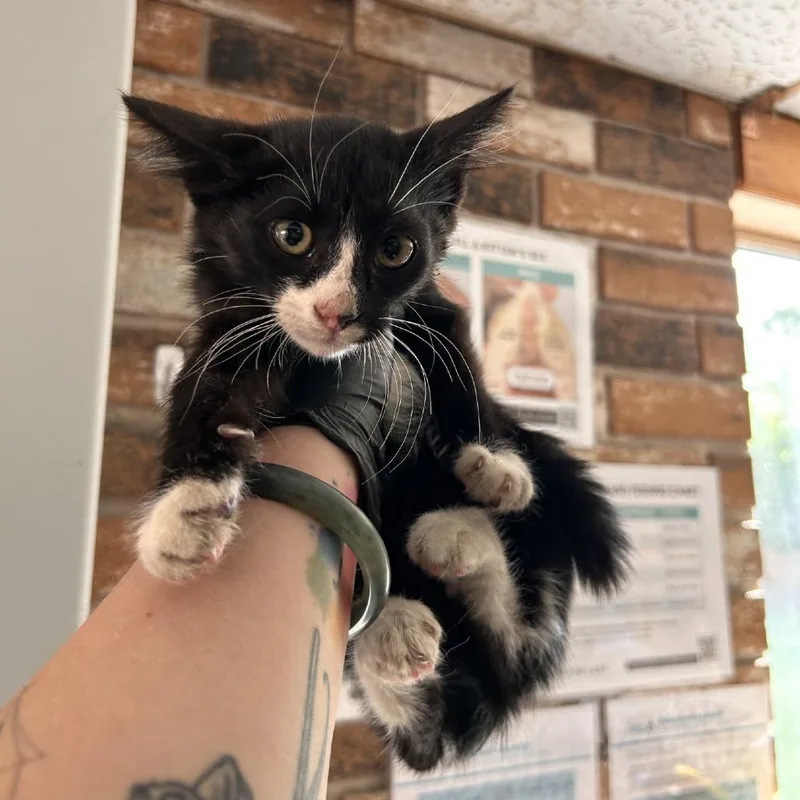 A baby small-sized male Black Domestic Short Hair cat named Scrappy for adoption in Coachella, CA