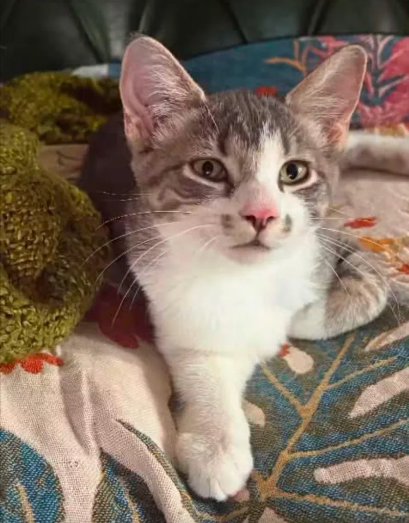 A baby medium-sized female Domestic Short Hair cat named Harmony for adoption in La Porte, IN