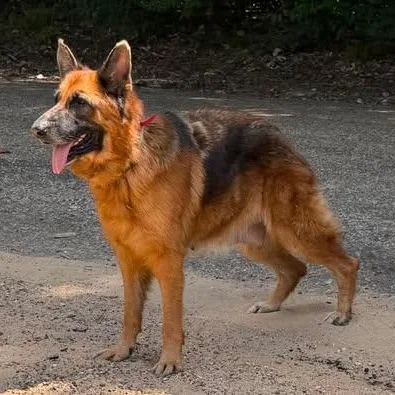 A senior large-sized female Red / Chestnut / Orange German Shepherd Dog dog named Callie for adoption in Caldwell, TX