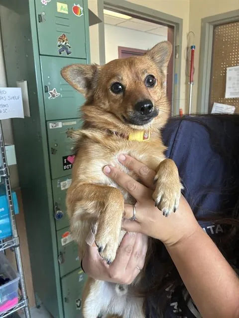 A young small-sized male Pomeranian dog named Cubby for adoption in Santa Cruz, CA