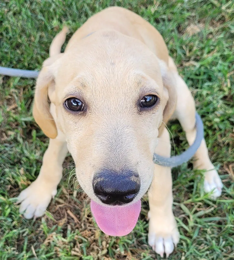 A baby large-sized female Labradoodle dog named Libby for adoption in Killingworth, CT