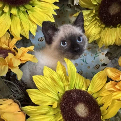 A baby small-sized male Seal Point Domestic Short Hair cat named Art Garfunkel for adoption in Toms River, NJ