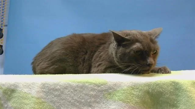 A young medium-sized male Domestic Short Hair cat named Blue for adoption in Gardena, CA