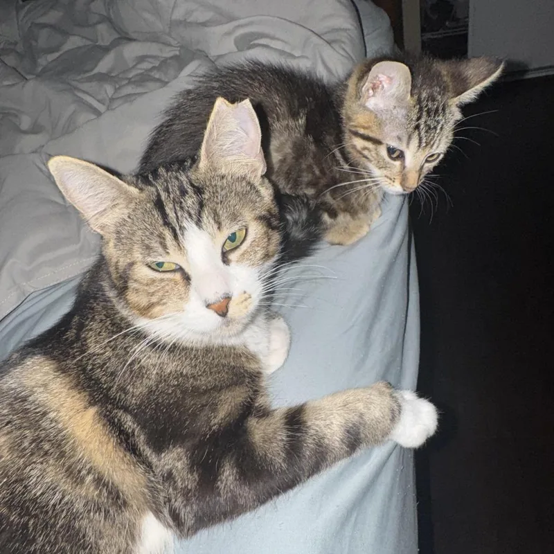 An adult small-sized female Brown / Chocolate Domestic Short Hair cat named Jupiter for adoption in Los Angeles, CA