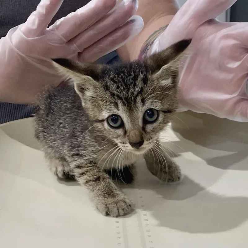 A baby small-sized female Black Domestic Short Hair cat named Reba for adoption in Livingston, TX