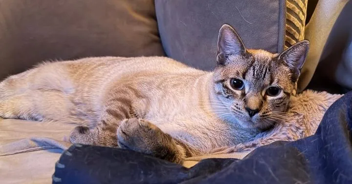 A baby small-sized female Gray & White Siamese cat named Lucinda for adoption in Austin, TX