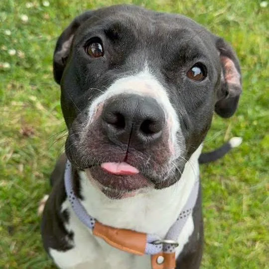 An adult medium-sized female Black Pit Bull Terrier dog named Charley ~ Coming Soon!!! for adoption in Chicago, IL