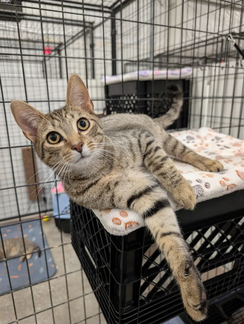 A young medium-sized male Domestic Short Hair cat named Tigger for adoption in Columbus, OH