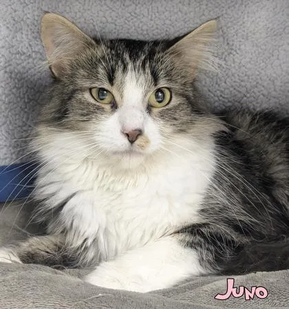 Juno
