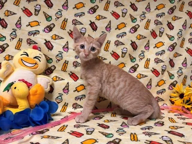A baby small-sized male Domestic Short Hair cat named Cinder for adoption in Fairfield, CA