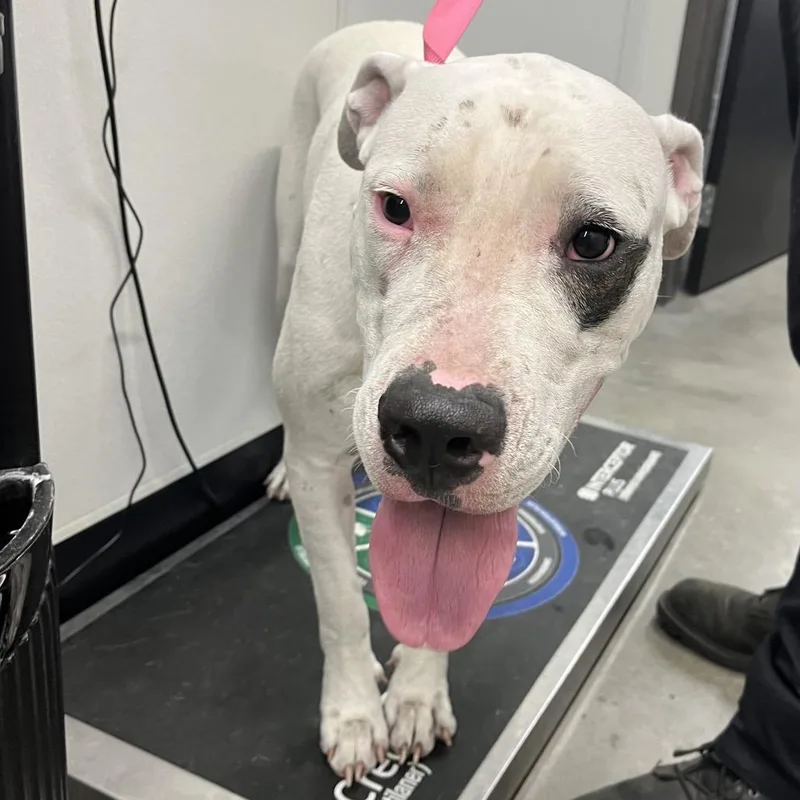 A young large-sized female White / Cream Dogo Argentino dog named Sombra for adoption in Tampa, FL