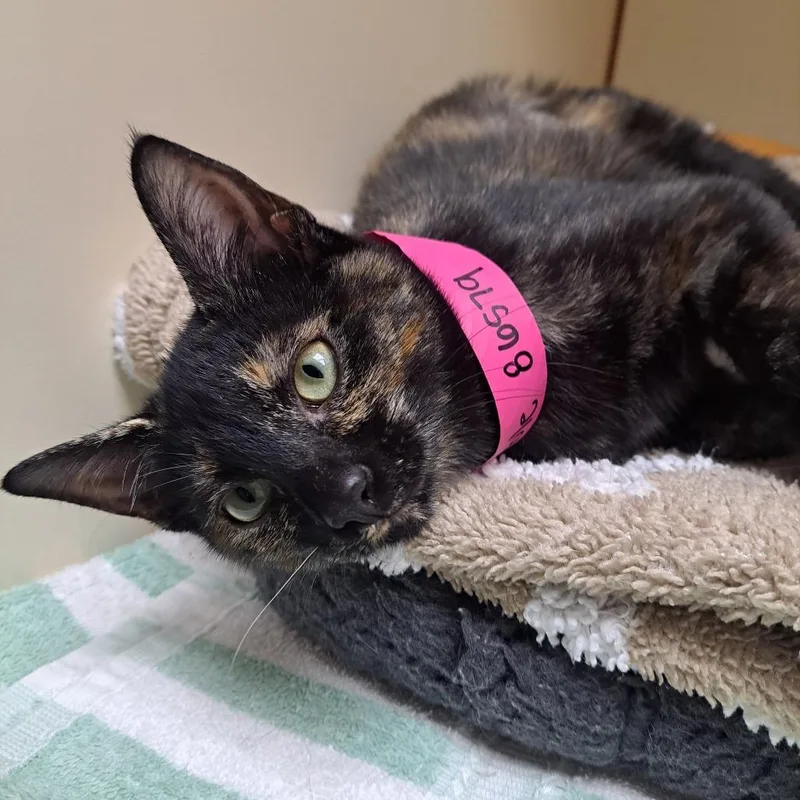 A baby small-sized female Tortoiseshell Domestic Short Hair cat named Miss Forcible for adoption in Albuquerque, NM
