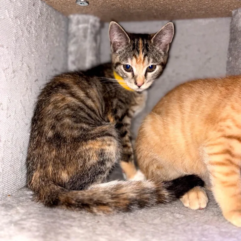 A baby medium-sized female Calico cat named Scary Spice for adoption in Hawley, PA