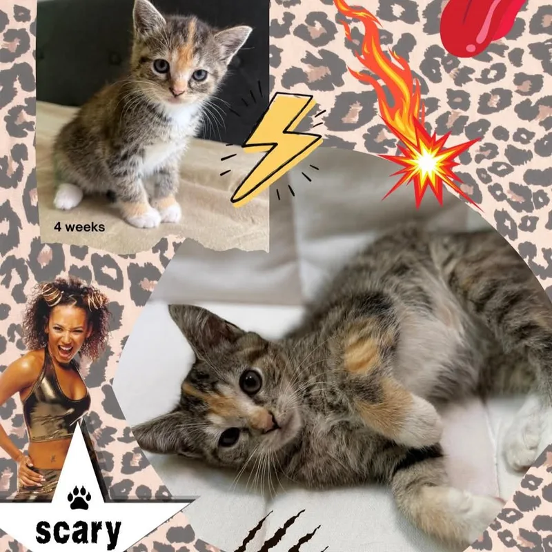 Scary Spice thumbnail 4