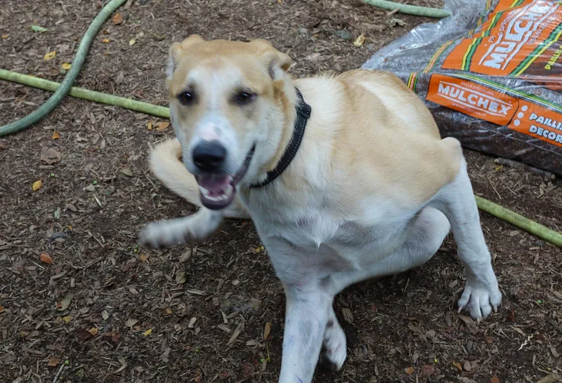 A young large-sized male Labrador Retriever dog named Odie for adoption in Doylestown, PA
