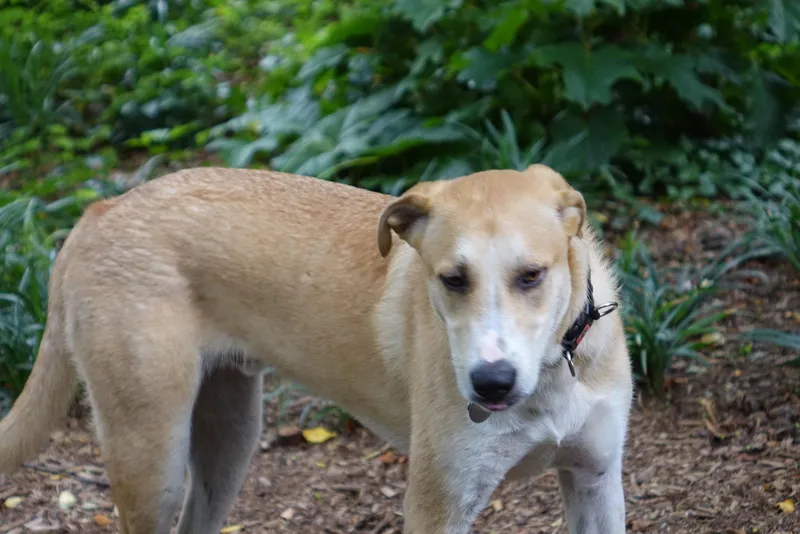 Odie thumbnail 2