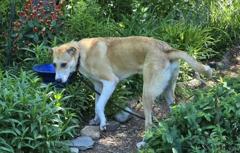 Odie thumbnail 3