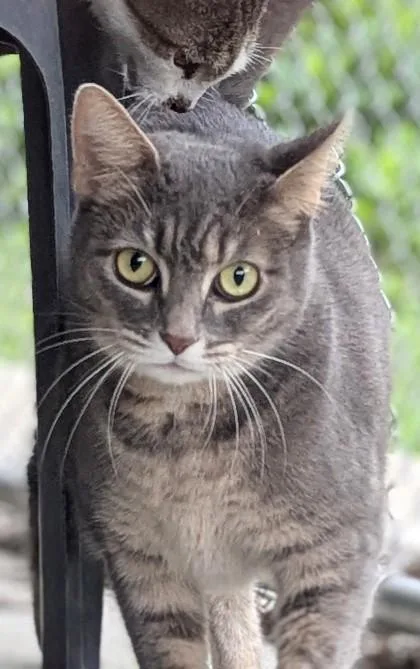 Lunabelle thumbnail 2